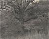 TICE, GEORGE (1938- ) ""Oak Tree, Holmdel, N.J."" * ""Aquatic Plants #1, Saddle River, N.J.""
